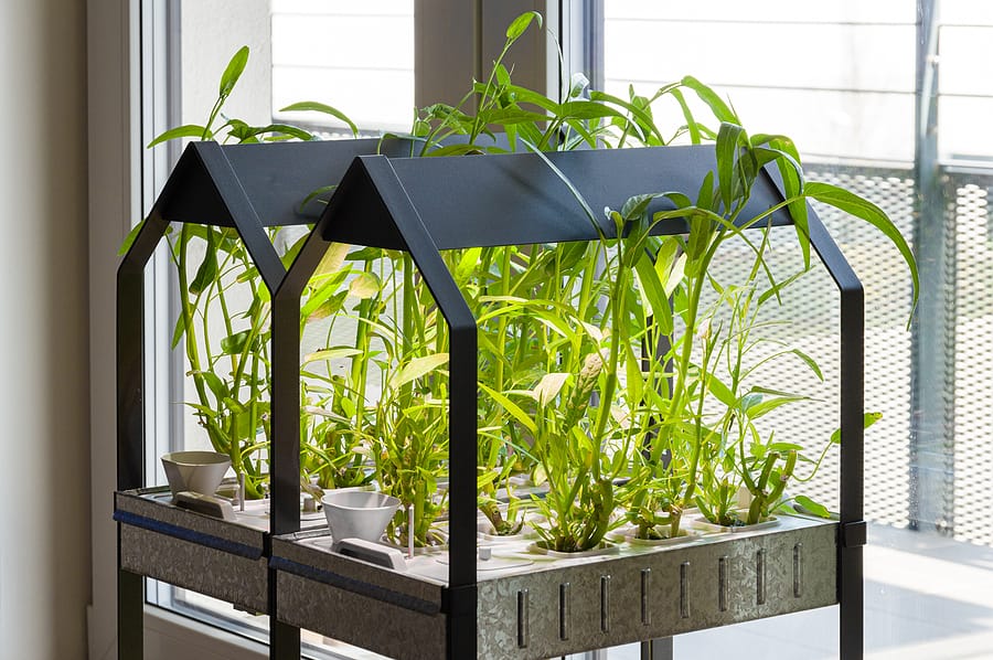Hydroponic Gardening: What You Need to Get Started