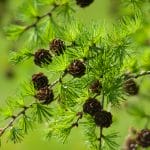 Pine Pollen: A Natural Remedy for Hormonal Problems