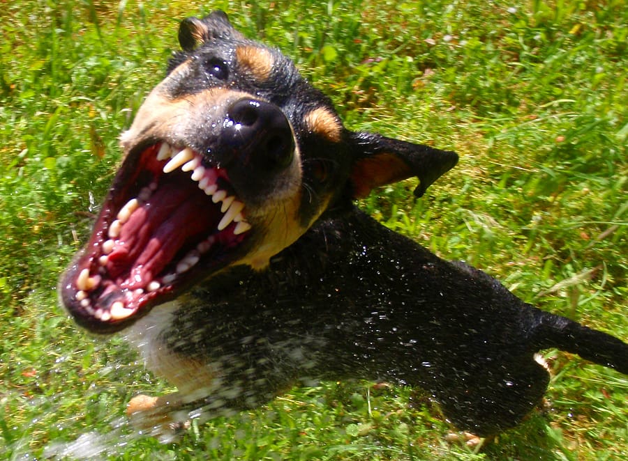6 Reasons Why You Should Visit a Doctor Immediately Following a Dog Bite Incident