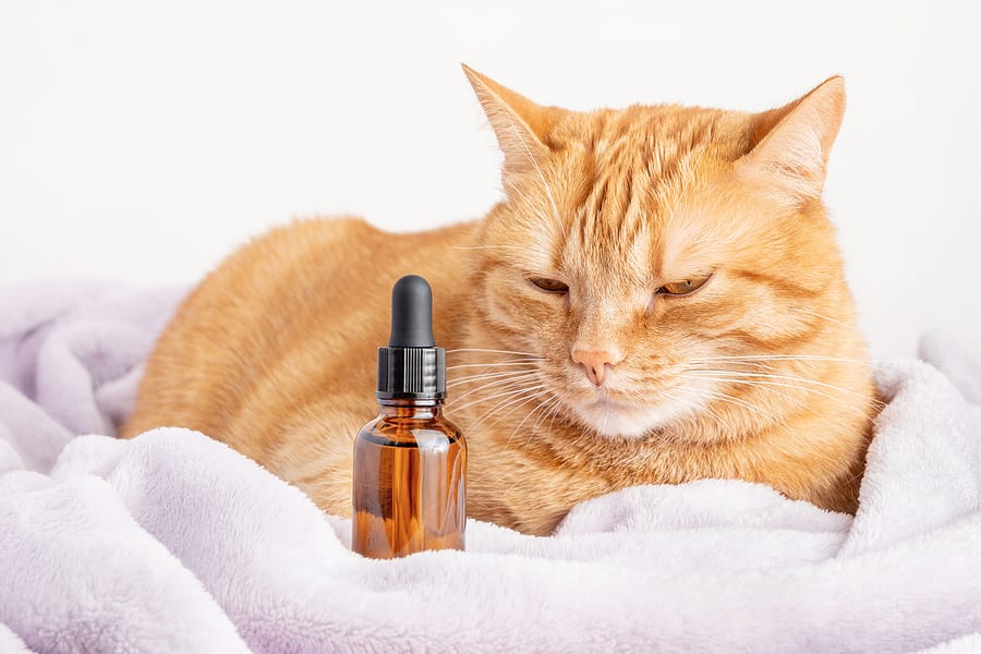 Should Your Cat Try CBD Treats?
