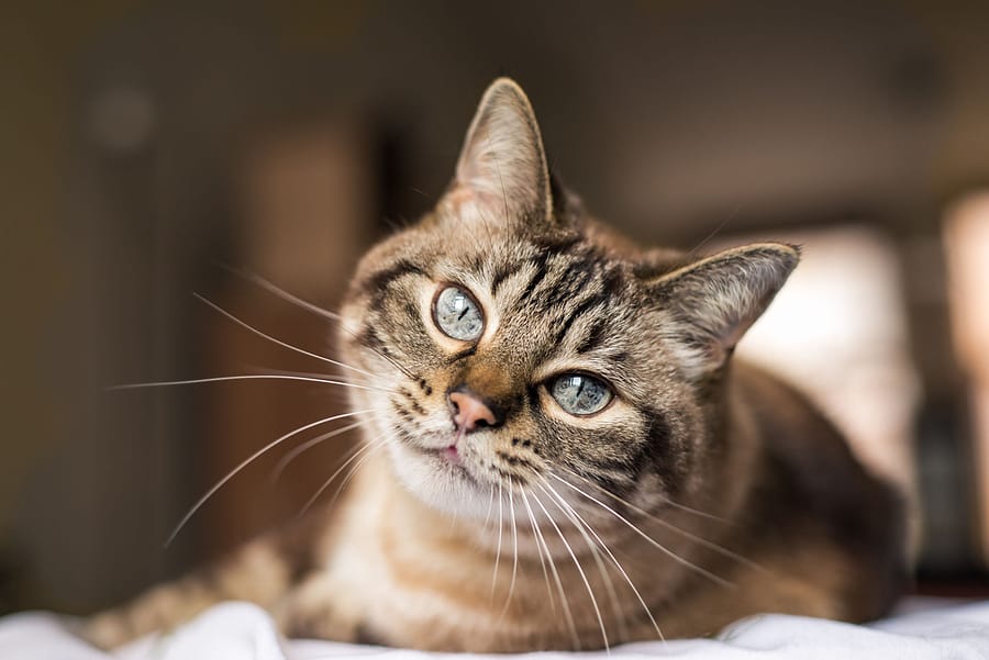 Cat Hyperthyroidism – Signs, Diagnosis, and Treatment