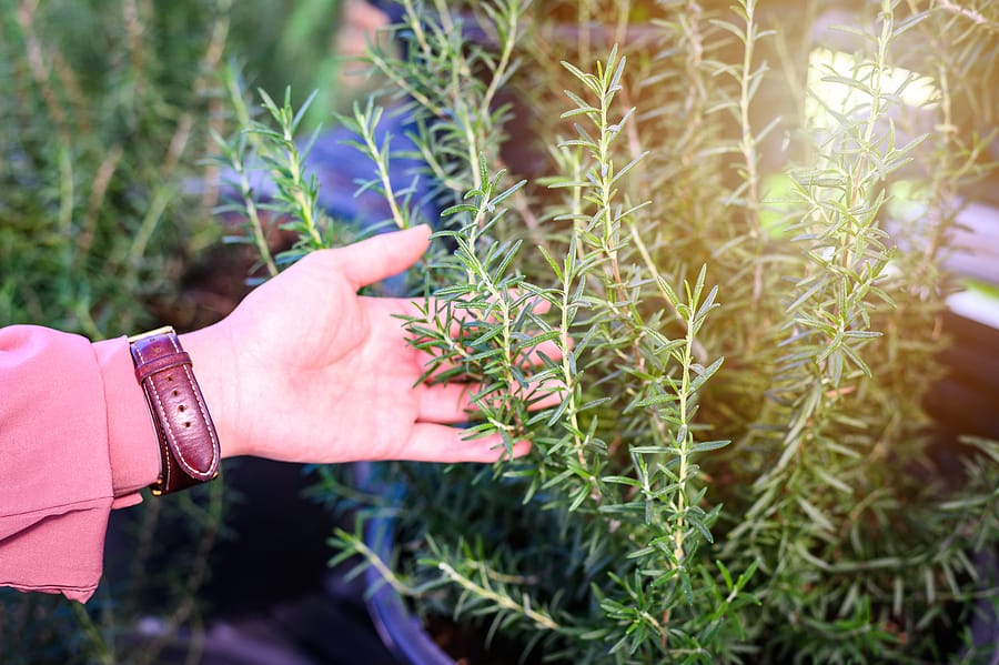 ABC’s of Rosemary: A Complete Guide To Its Cultivation and Benefits