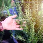 ABC’s of Rosemary: A Complete Guide To Its Cultivation and Benefits