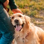 A List Of 12 Essential Items Every Dog Owner Must Have