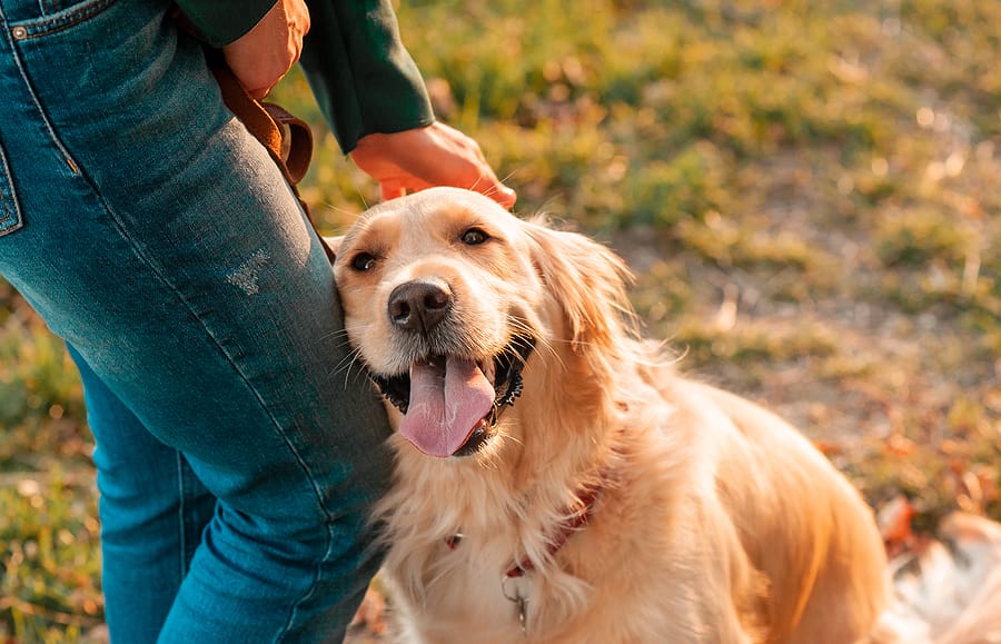 Surprising Turmeric Benefits for Dogs