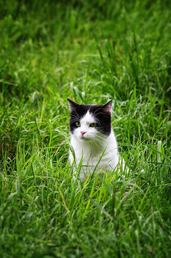 Top Safety Tips to Let Your Indoor Cat Enjoy Their Outdoor Life