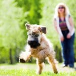 Check Out These Products Your Pets Will Love