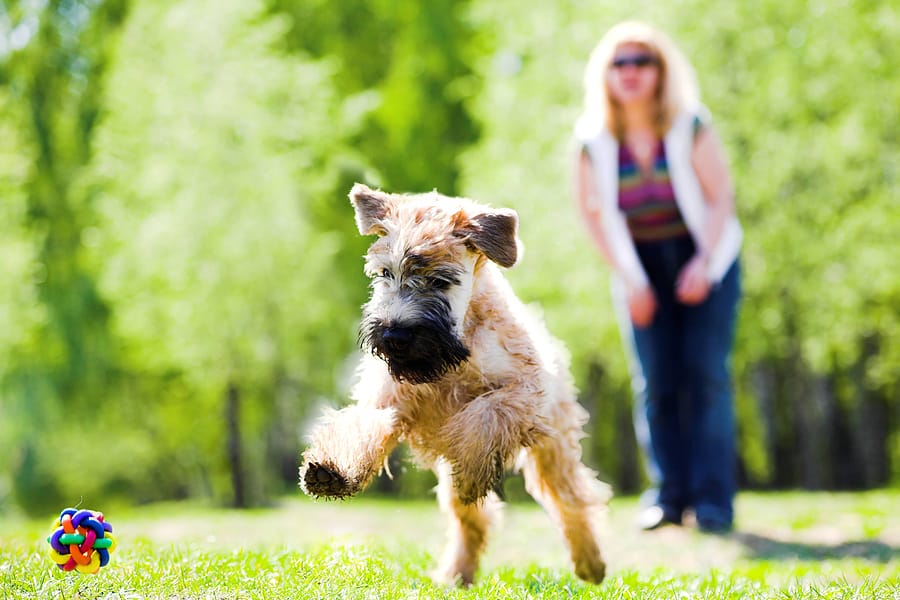 What to Do When Your Dog Runs Off-Leash