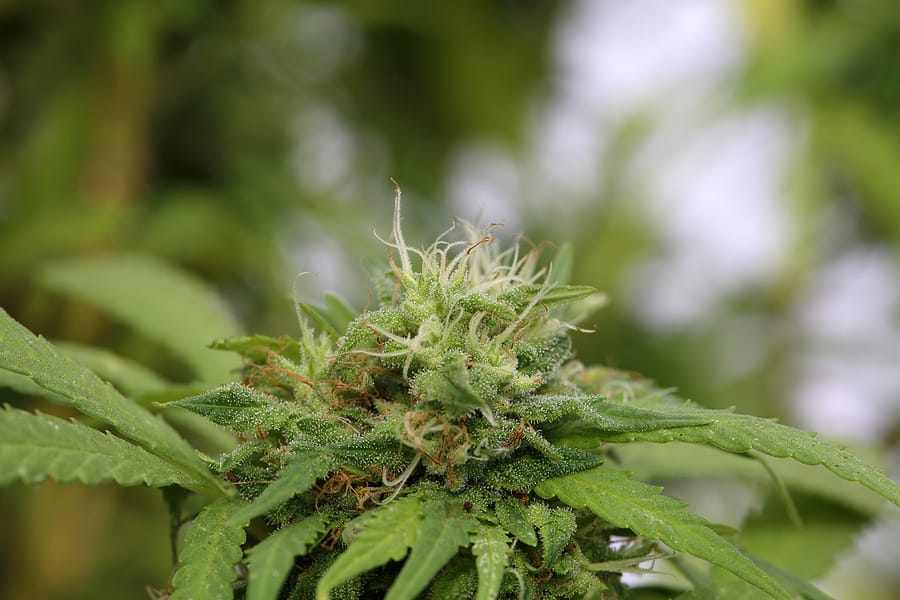 5 Ways to Buy Cannabis (Legally) in Washington, DC