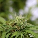 5 Ways to Buy Cannabis (Legally) in Washington, DC