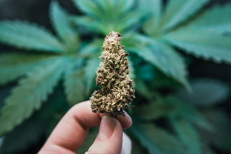 6 Different Ways You Can Buy Cannabis Products