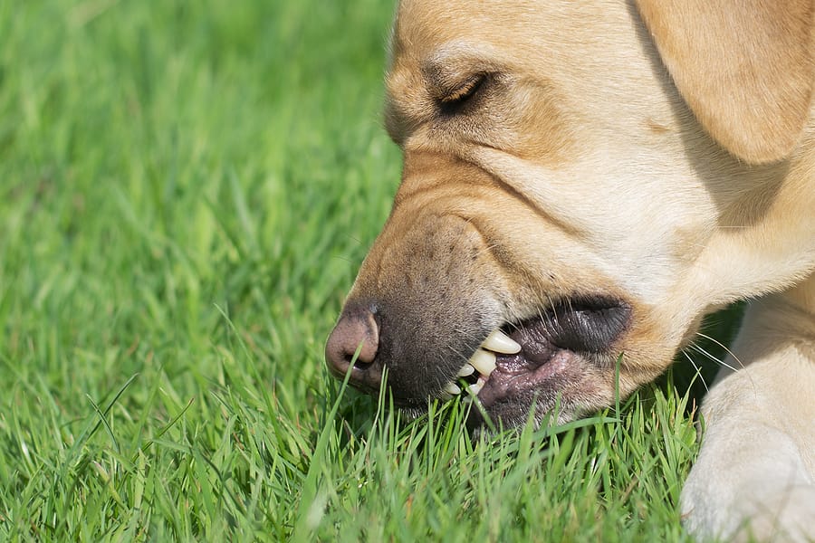 How to Stop Your Dog from Eating Grass Frantically?