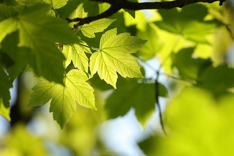The Best Trees to Plant in St Louis MO