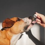 How Supplements Can Keep Your Pet Healthy & Thriving