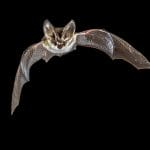 Best Ways to Get Rid of Bats from Your Home in Pearl, MS