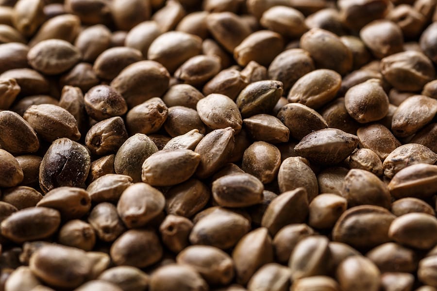 How Do You Buy Cannabis Seeds in Bulk?