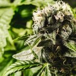 Advantages of Buying Weed from Online Dispensaries