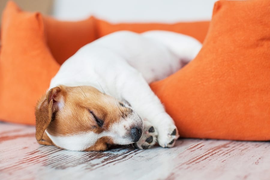 Reasons to Choose a Comfy Dog Bed to Calm Your Pet    