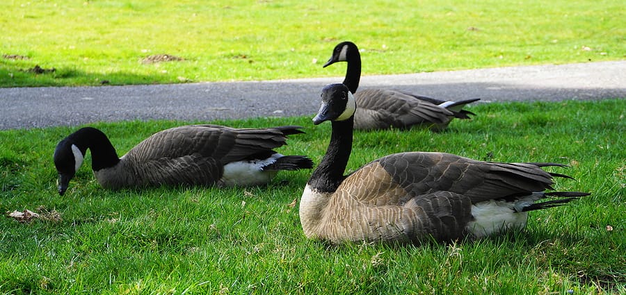 Expert Tips to Get Rid of Geese on Your Property