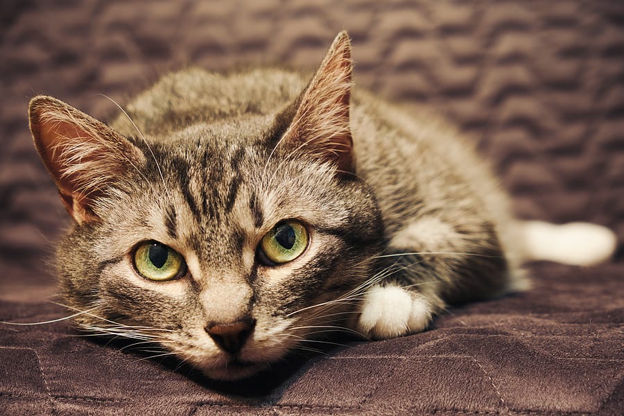 Is Your Pet Dealing With Pain? Here’s How To Help