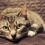 Basic Pet Care Tips for Senior Cats
