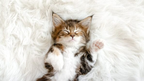Gray Striped Kitten Sleeping. Kitty Sleeping on a Fur White Blanket. Concept of Adorable Cat Pets.