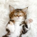 Top Benefits of Fur Blanket that You Should Know