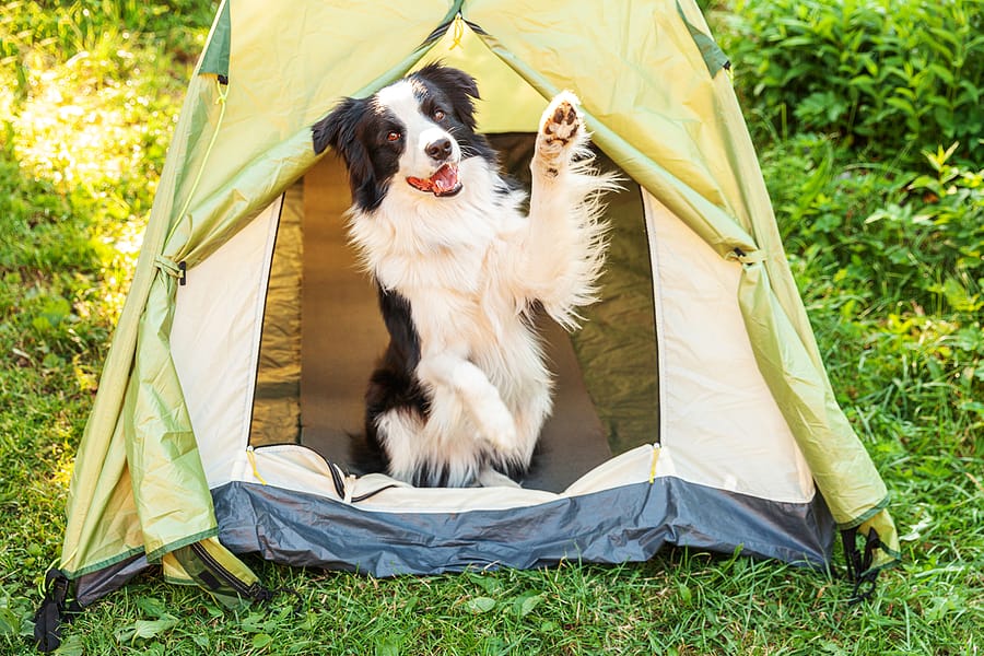 Man’s Best Friend Goes to Camp: A Basic Guide to Camping with Dogs