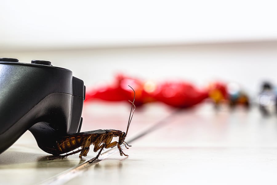 4 Ways to Get Rid of Pests