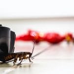 4 Ways to Get Rid of Pests