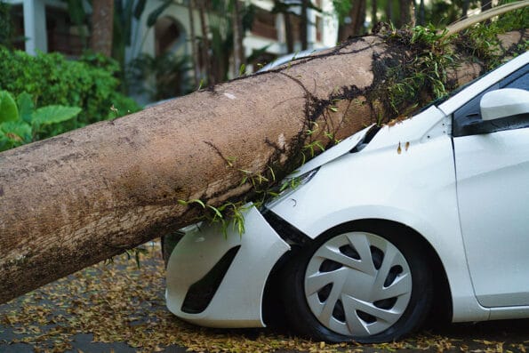 Image of a big tree that fell on a white car by strong wind storm, Insurance disaster or car accident concept. Assureance risk and destruction damage.