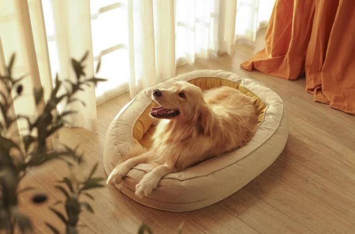 Why Does Your Pup Need a Bed of Its Own?