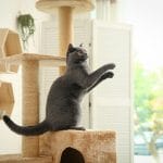 Reasons Why You Should Get Cat Insurance