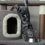 Why Do Cats Love Cat Trees? – 10 Types of Cat Trees
