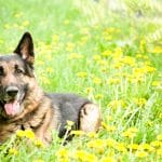 6 Things You Need to Know About German Shepherds Before Adopting One