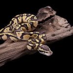 How can you tell if your pet ball python is happy?