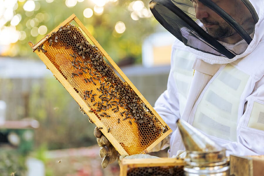 The Complete Guide to Beekeeping Protective Clothing