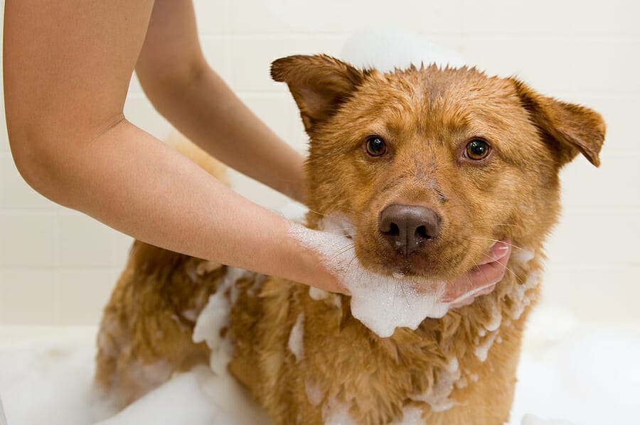 9 Main Benefits Customers Get From Your Dog Wash Franchise