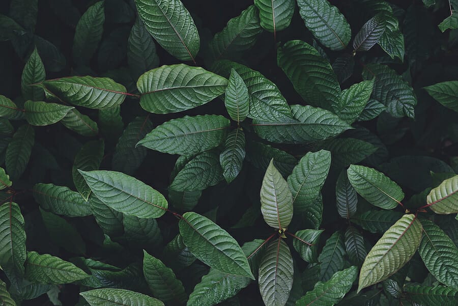 The Comprehensive Guide to Understanding Kratom