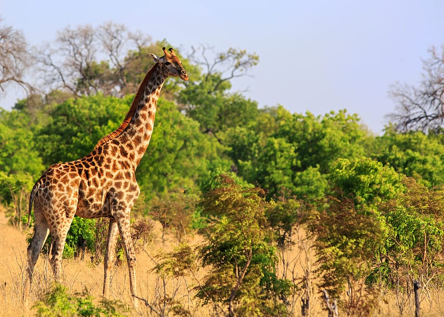 Hwange National Park: Planning for Your Safari