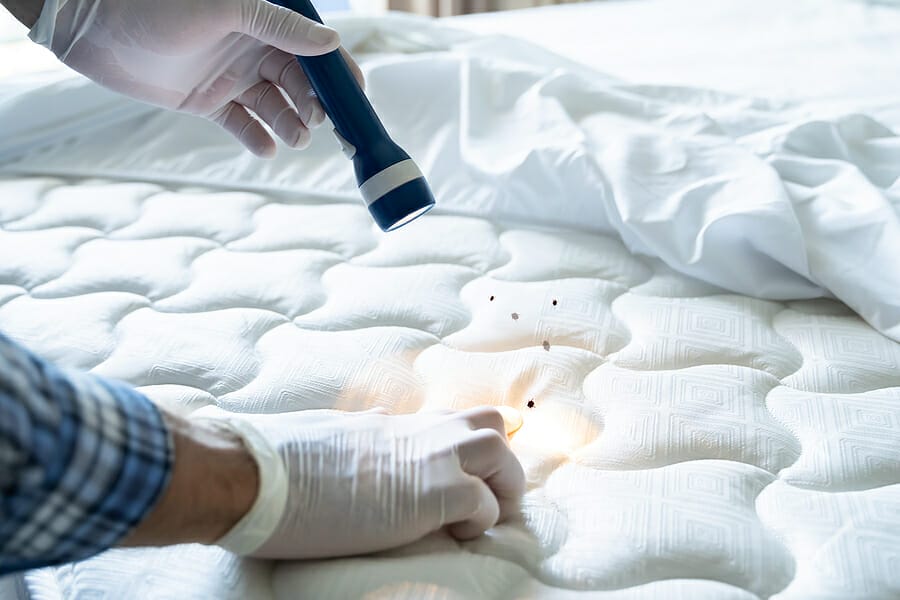 Sniffer Dogs vs. Traditional Bed Bug Detection Methods: Which is Better?