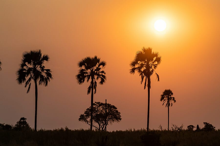 The Magic Wilderness of the Okavango Delta